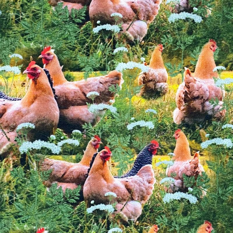 Jersey - Frittgående høner